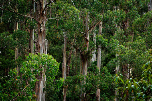 Sacred Woods: The Importance of Sandalwood and Eucalyptus in Aboriginal Culture