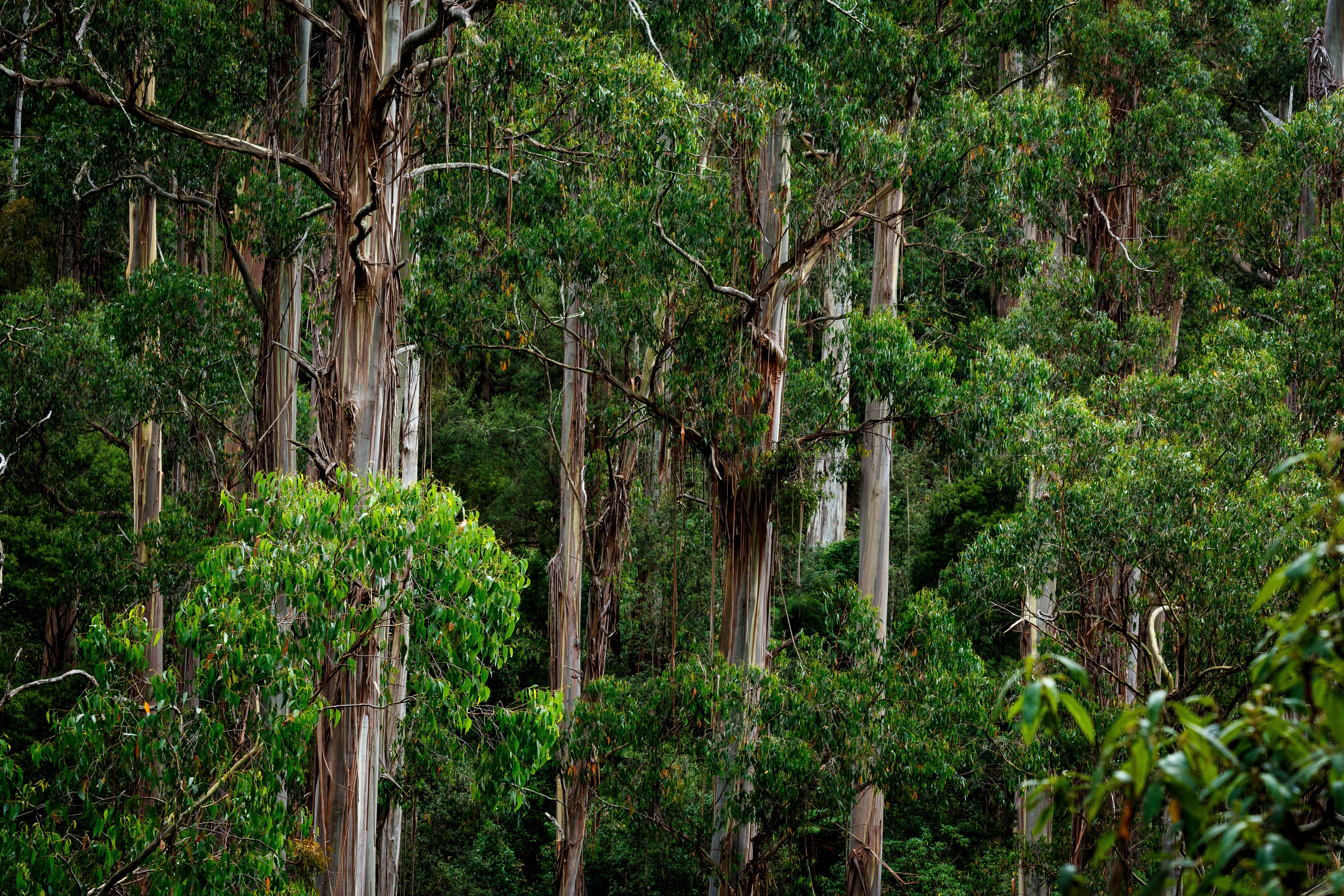 Sacred Woods: The Importance of Sandalwood and Eucalyptus in Aboriginal Culture