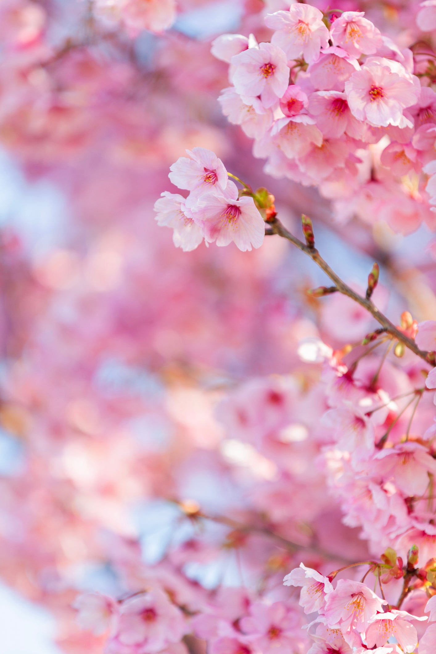 Sakura Spring Soy Wax Candle