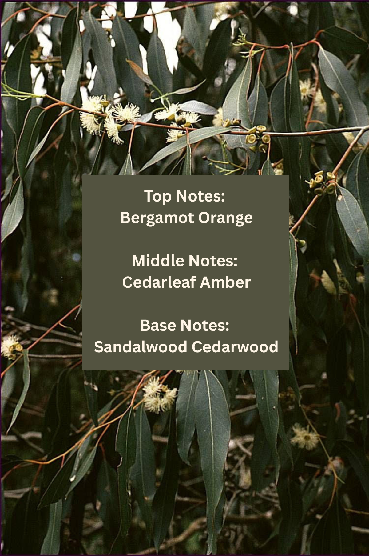 Sacred Sandalwood Eau de Parfum